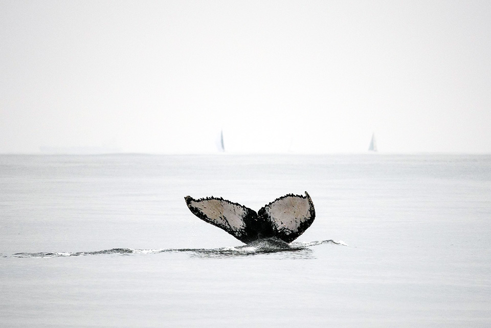 Baleias acompanham as regatas - FOTO | Júlio Cardoso
